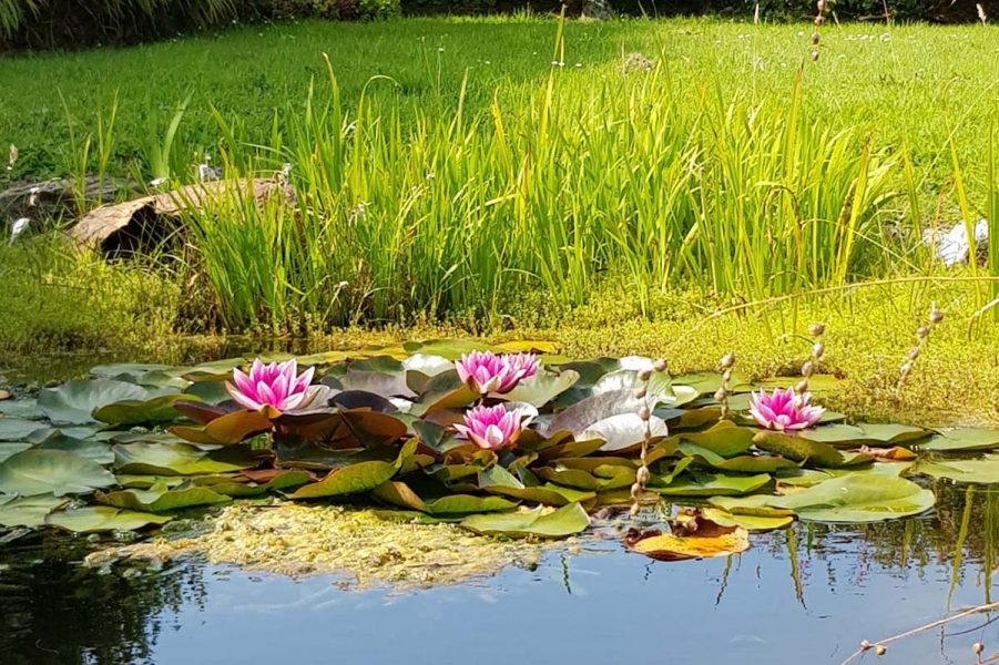 35_Pond in the garden